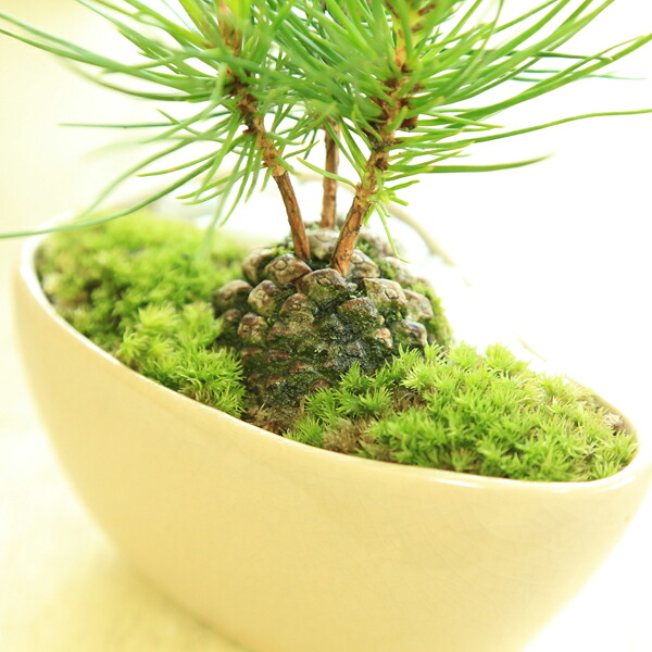 楽天市場 ミニ盆栽 松ぼっくりん 黒松 モダン鉢 受皿付 送料無料 鉢選べます 遊恵盆栽 楽天市場店