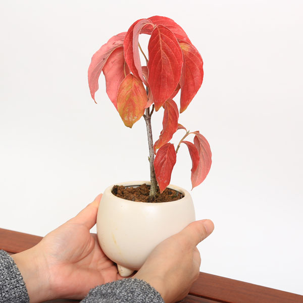 楽天市場 母の日 プレゼント ご予約受付中 ミニ盆栽 母の日開花ハナミズキ 送料無料 花水木 はなみずき 遊恵盆栽 楽天市場店