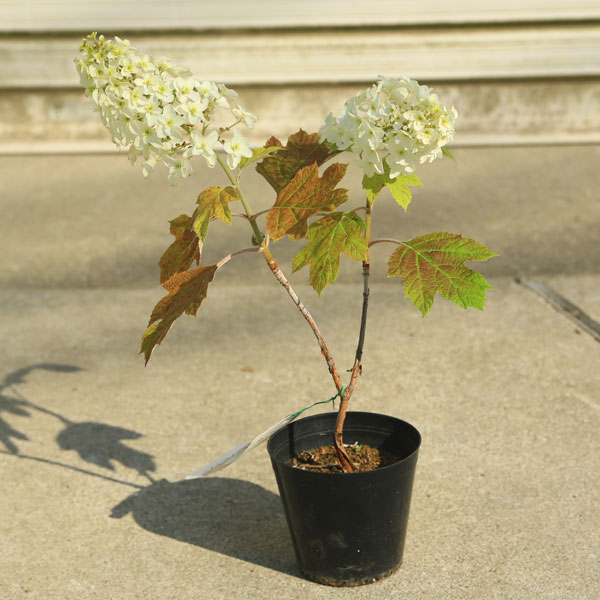 楽天市場 庭木苗 植木 カシワバアジサイ 紫陽花 かしわばあじさい 八重咲き お花は終了しました 遊恵盆栽 楽天市場店