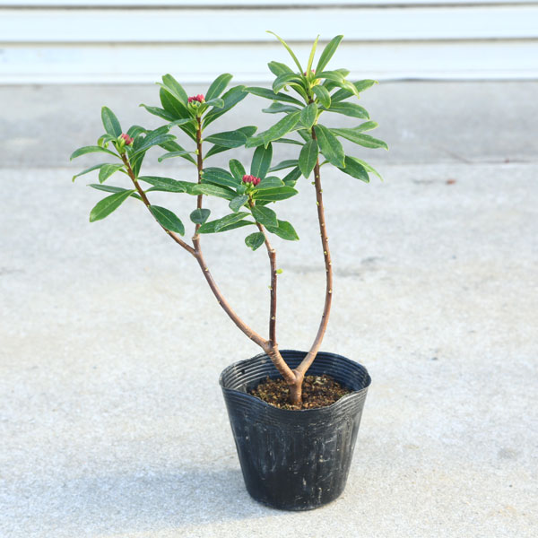 オリーブの木SOUJU ネバディロブランコ 、シプレッシーノ8寸品質抜群、厳選株 280d92f693478ecd995a4eeb6535a0