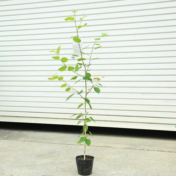 楽天市場】ジャクモンティー(シラカバ 白樺) 樹高2.5m前後(根鉢