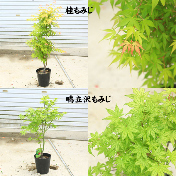 ちょうどよい大きさの美しい樹形 庭木・植木：モミジの木*青しだれ
