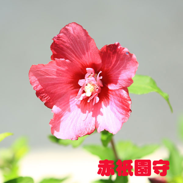 楽天市場 庭木苗 ムクゲ 品種お選びください A群 ちょうど良い大きさ ３種類以上のご注文で５００円値引き 遊恵盆栽 楽天市場店