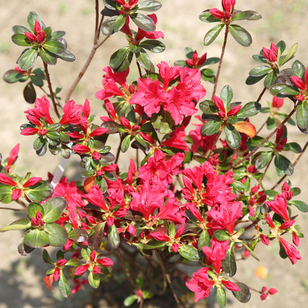 楽天市場】久留米ツツジ 『 今猩々 （ いましょうじょう ） 』 13.5cm