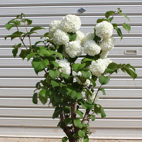 ■オオデマリ■白花■約H180cm■大株■ 000000005850.jpg