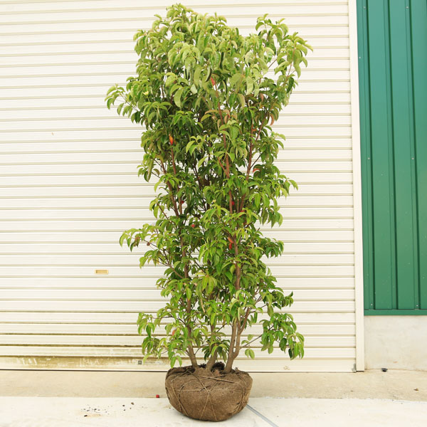 楽天市場 送料無料 庭木 常緑ヤマボウシ ホンコンエンシス 月光 株立ち ２ ５本立ち 樹高 約160ｃｍ 全高180ｃｍ Sgw 大型商品 発送 遊恵盆栽 楽天市場店