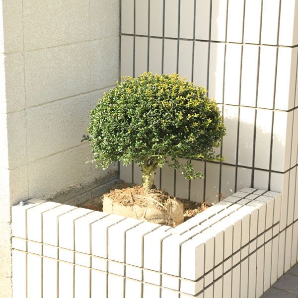 楽天市場】ギフト 木 プレゼント ツゲの木 トピアリー ハート仕立て 1