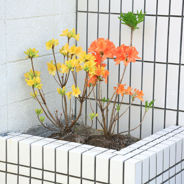 楽天市場 送料無料 庭木 苗 レンゲツツジ カバレンゲツツジ キレンゲツツジ お選びください れんげつつじ 遊恵盆栽 楽天市場店