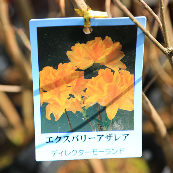 楽天市場 庭木 エクスバリーアザレア 各種お選びください 遊恵盆栽 楽天市場店