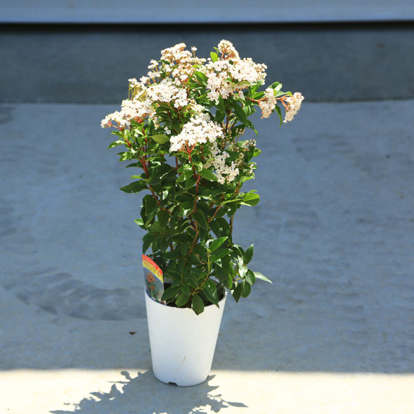 楽天市場 庭木 植木 常緑ガマズミ ティヌス ビバーナム ４号 遊恵盆栽 楽天市場店