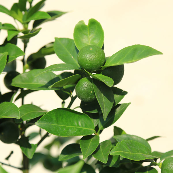 楽天市場 送料無料 庭木 果樹 植木 特良品 スダチ すだち 酢橘 7号 苗木 遊恵盆栽 楽天市場店