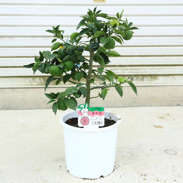 楽天市場 送料無料 庭木 果樹 植木 特良品 スダチ すだち 酢橘 7号 苗木 遊恵盆栽 楽天市場店