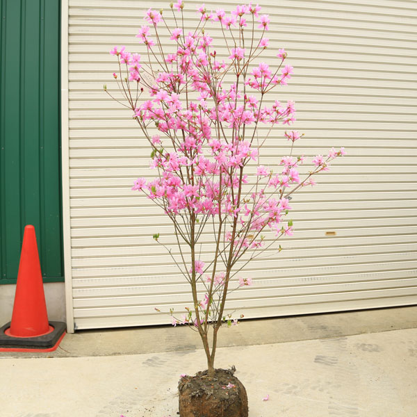 入荷本数少なめです！特撰庭木：ミツバツツジ（三つ葉つつじ）さくら色（紫）*花 特大！！樹高170ｃｍ佐川急便送りとどける！