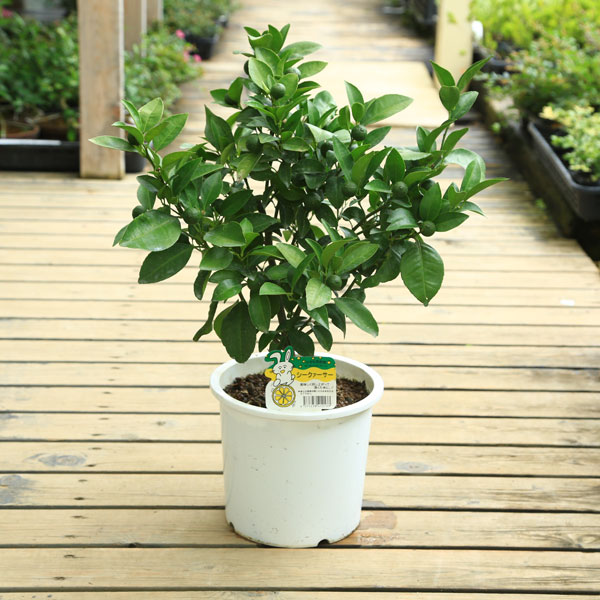 楽天市場】◇送料無料◇ □優良2年生大苗□ シークワーサー 苗木