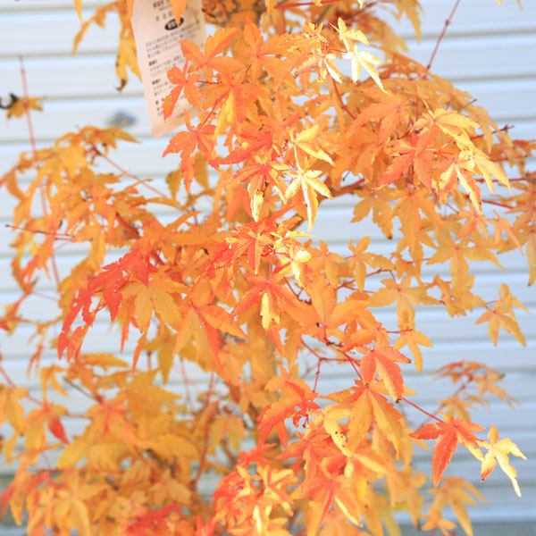現金特価 送料無料 特選庭木 もみじ 美峰 びほう 紅葉 全高 約150ｃｍ 佐川急便商品発送 現品限り オレンジ色の枝が目立ちます 限定品 R4urealtygroup Com