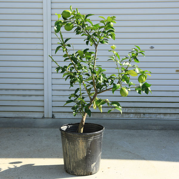 待望の再入荷 庭木 植木 レモンの木 リスボンレモン 檸檬 接木５年生 樹高1ｃｍ 全高140ｃｍ ヤマト便大型商品発送 おいしい定番レモンです 肌触りがいい R4urealtygroup Com