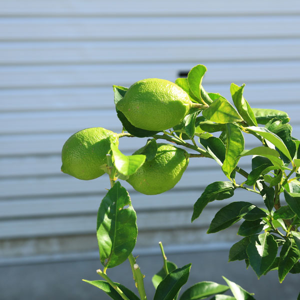 待望の再入荷 庭木 植木 レモンの木 リスボンレモン 檸檬 接木５年生 樹高1ｃｍ 全高140ｃｍ ヤマト便大型商品発送 おいしい定番レモンです 肌触りがいい R4urealtygroup Com