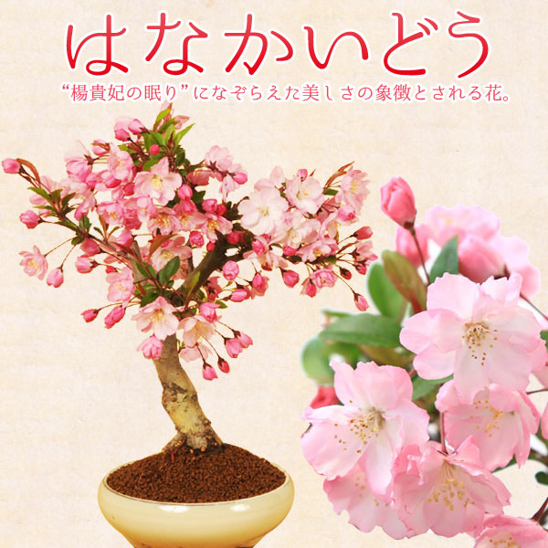 桜 1704v-2022.jpg
