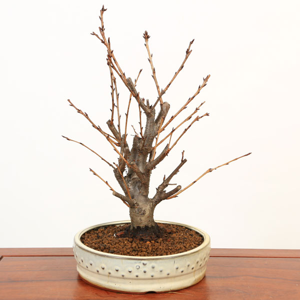 楽天市場 桜盆栽 特選雅桜 白太鼓鉢 21春開花 自宅でお花見 Bonsai 遊恵盆栽 楽天市場店