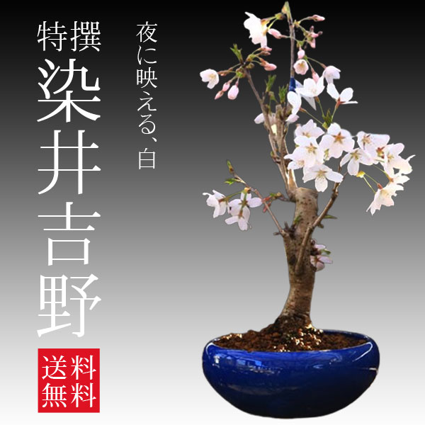 楽天市場】桜盆栽：御殿場桜(瀬戸焼金吹鉢)*【送料無料】【即日出荷可