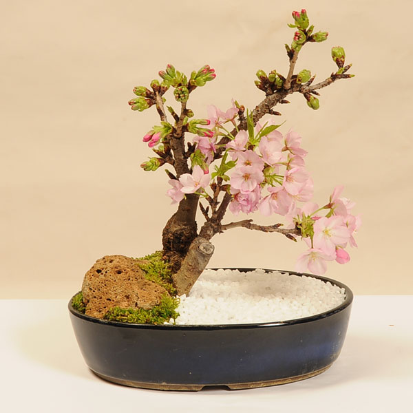 楽天市場 桜盆栽 旭山桜 景色盆栽 21年開花 送料無料 自宅でお花見 遊恵盆栽 楽天市場店