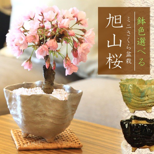 楽天市場】現代小鉢：鴻陽 楕円鉢 11.5cm【現品】 : 遊恵盆栽
