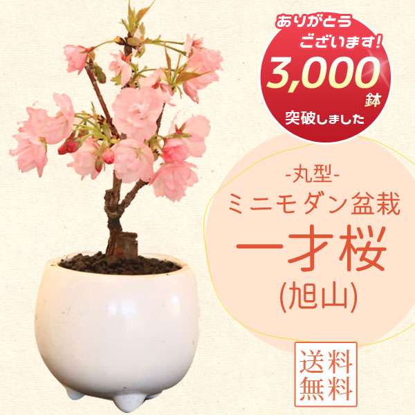 楽天市場】桜盆栽：御殿場桜(瀬戸焼金吹鉢)*【送料無料】【即日出荷可