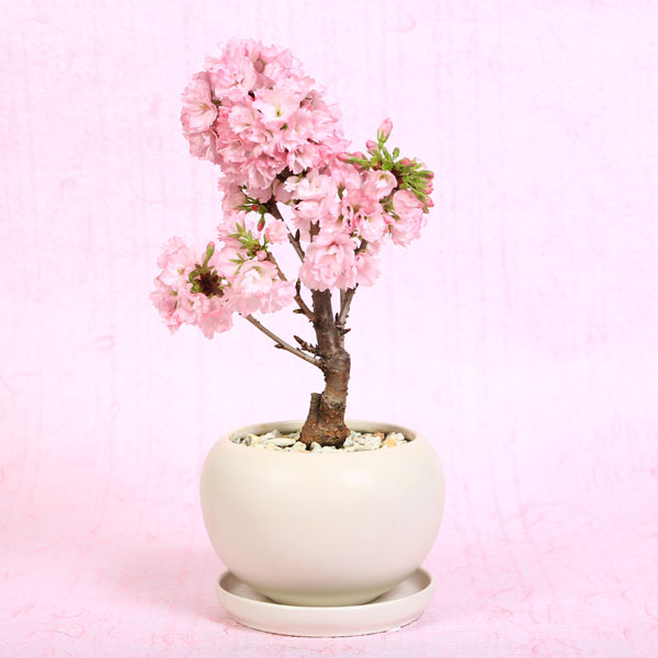 最安SALE❗️雀と桜の九谷焼花入 雀と桜の九谷焼花入 九谷焼 雀」の人気商品一覧 | 安い商品を