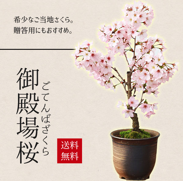楽天市場】桜盆栽：特選吉野桜(大)（よしのさくら）（染井吉野