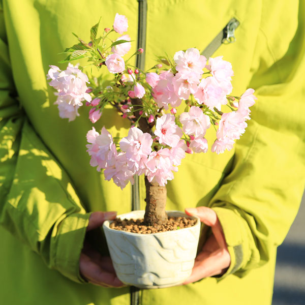 楽天市場】桜盆栽：特選河津桜(緑釉長方縁付鉢)*【2022年開花終了