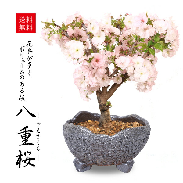 楽天市場】桜盆栽：特選吉野桜(大)（よしのさくら）（染井吉野