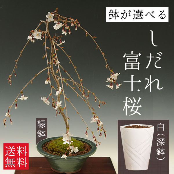 楽天市場】桜盆栽：厳選 しだれ富士桜(瀬戸焼黒鉄鉢)*苔付き【2025年春