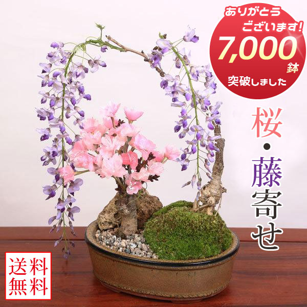 楽天市場】桜盆栽：特選吉野桜(大)（よしのさくら）（染井吉野