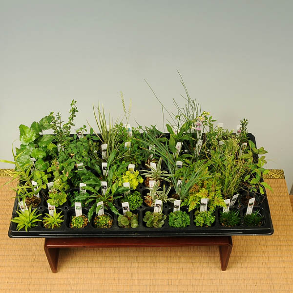 楽天市場】苗：山野草10ヶセット【得】*さんやそう : 遊恵盆栽 楽天