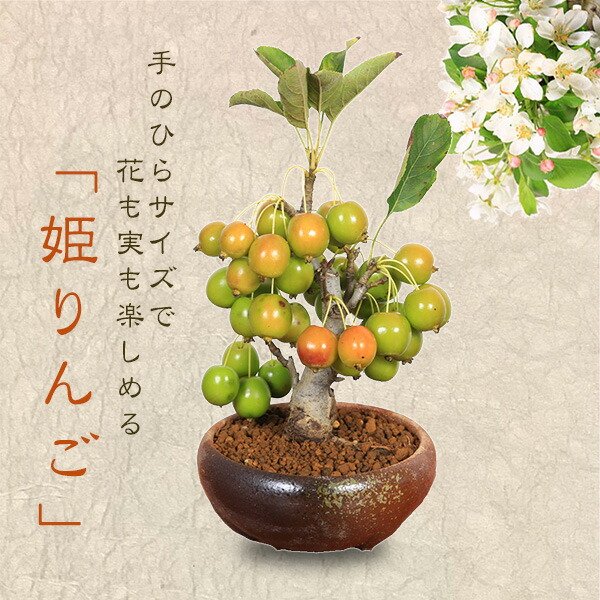 楽天市場】盆栽:姫津軽りんご*(国産茶流し鉄鉢)【送料無料 楽天市場】盆栽:姫津軽りんご*(国産茶流し鉄鉢)【送料無料