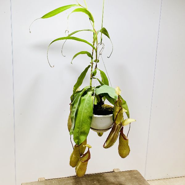 楽天市場 希少品種 観葉植物 食虫植物 ウツボカズラ ネペンテス ルイーザ 吊り鉢 6号 遊恵盆栽 楽天市場店 楽天市場 希少品種 観葉植物 食虫植物 ウツボカズラ ネペンテス ルイーザ 吊り鉢 6号 遊恵盆栽 楽天市場店