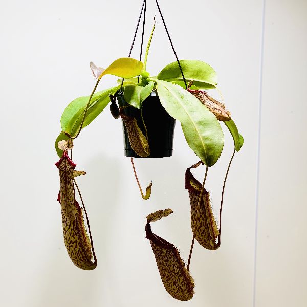 ウツボカズラ レベッカ ネペンテス 食虫植物 Www Ozenergia Com Pl