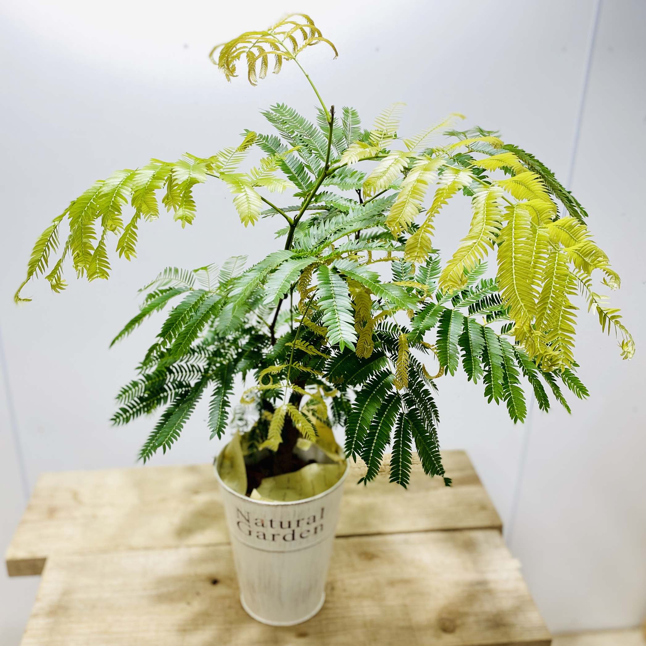 楽天市場 観葉植物 ネムの木 エバーフレッシュ ブリキバケツ鉢カバー 鉢色おまかせ 遊恵盆栽 楽天市場店 楽天市場 観葉植物 ネムの木 エバーフレッシュ ブリキバケツ鉢カバー 鉢色おまかせ 遊恵盆栽 楽天市場店