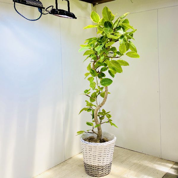 楽天市場 おしゃれ 観葉植物 フィカス アルテシーマ 選べるバスケット 麻布付き 大型佐川急便配送 遊恵盆栽 楽天市場店 楽天市場 おしゃれ 観葉植物 フィカス アルテシーマ 選べるバスケット 麻布付き 大型佐川急便配送 遊恵盆栽 楽天市場店