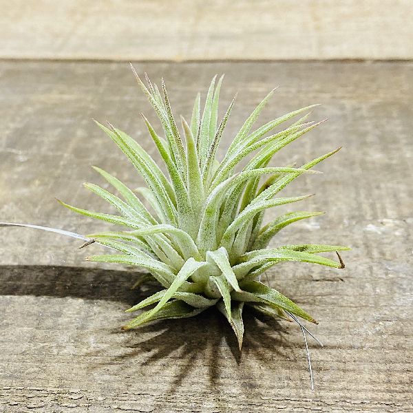 かっこ良い 観葉植物 エアープランツ チランジア イオナンタ ルブラs Hotjobsafrica Org