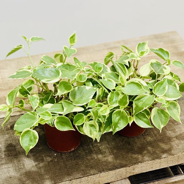 楽天市場 苗 観葉植物 ペペロミア セルペンス 2個セット 遊恵盆栽 楽天市場店