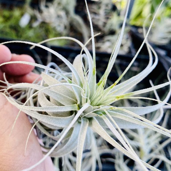 交換無料 観葉植物 チランジア エアープランツ チャペウエンシス 傷アリ 50 Off Www Labclini Com 交換無料 観葉植物 チランジア エアープランツ チャペウエンシス 傷アリ 50 Off Www Labclini Com