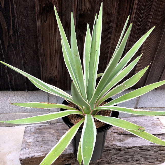 Angustifolia 花 観葉植物 Marginata 多肉植物 アガベ 現品 一品限り 多肉植物 アガベ 白閃光 幅45ｃｍ 観葉植物 Agave Var