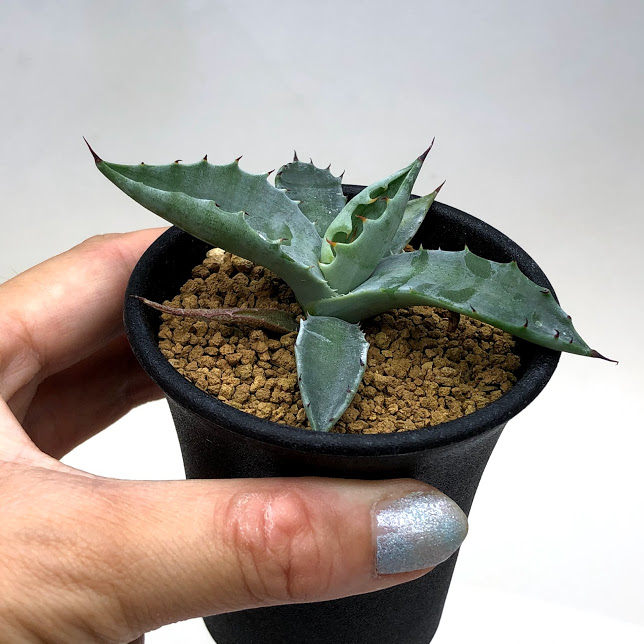 楽天市場 多肉植物 アガベ コロラータ S 幅8cm 遊恵盆栽 楽天市場店 楽天市場 多肉植物 アガベ コロラータ S 幅8cm 遊恵盆栽 楽天市場店