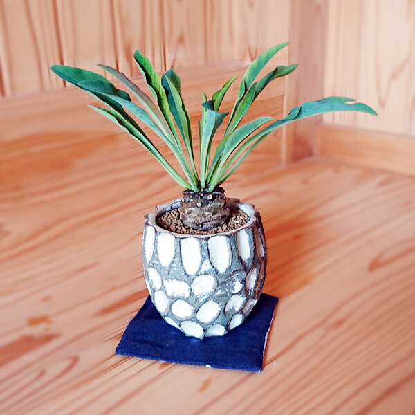 【ミキティ】ユーフォルビア シンメトリカ 実生メス株 6.5cm鉢 楽天市場】多肉植物：ユーフォルビア シンメトリカ*M 幅5cm