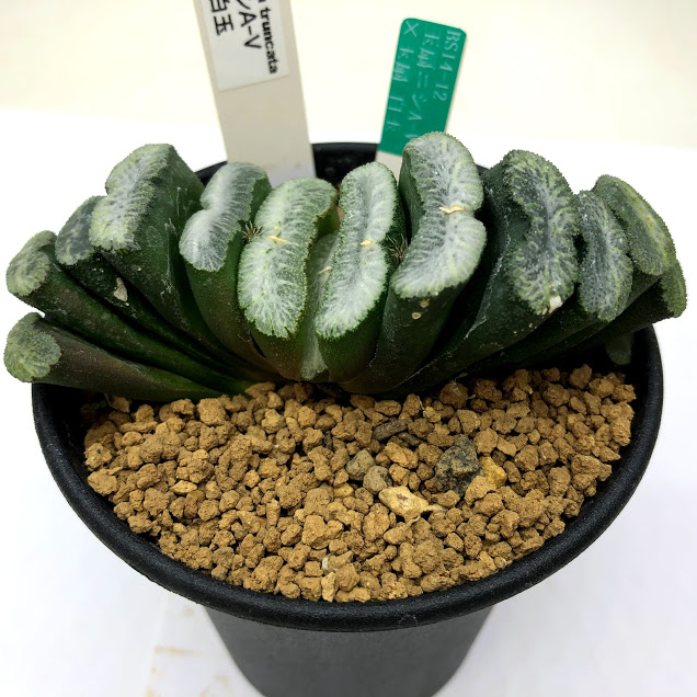 楽天市場 多肉植物 ハオルチア 玉扇ニシ氏a v 玉扇白玉 幅9cm 現品 一品限り 遊恵盆栽 楽天市場店 楽天市場 多肉植物 ハオルチア 玉扇ニシ氏a v 玉扇白玉 幅9cm 現品 一品限り 遊恵盆栽 楽天市場店