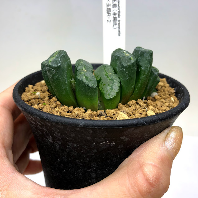 多肉植物 ハオルチア 玉扇永岡氏 玉扇 2 幅6 現品 一品限り Crunchusers Com 多肉植物 ハオルチア 玉扇永岡氏 玉扇 2 幅6 現品 一品限り Crunchusers Com