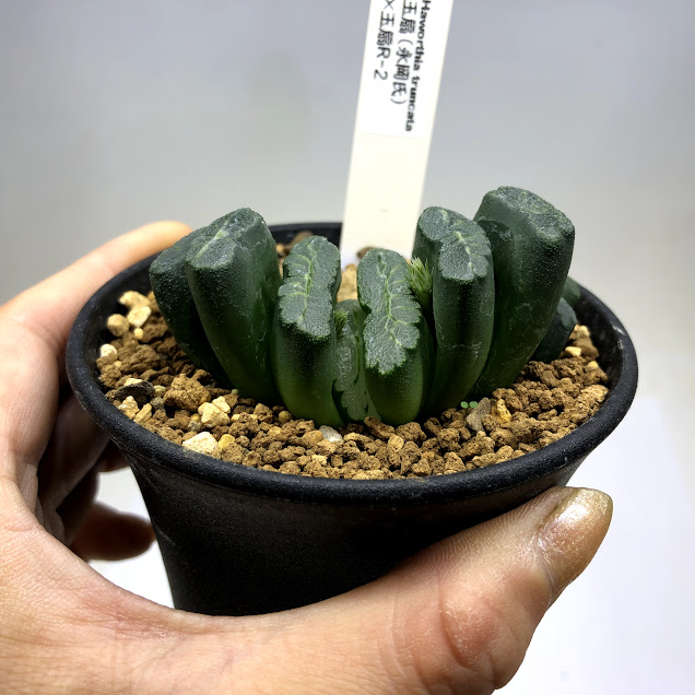 多肉植物 ハオルチア 玉扇永岡氏 玉扇 2 幅6 5 現品 一品限り Crunchusers Com 多肉植物 ハオルチア 玉扇永岡氏 玉扇 2 幅6 5 現品 一品限り Crunchusers Com