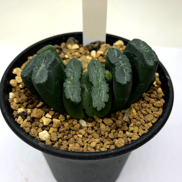 多肉植物 ハオルチア 玉扇永岡氏 玉扇 2 幅6 5 現品 一品限り Crunchusers Com 多肉植物 ハオルチア 玉扇永岡氏 玉扇 2 幅6 5 現品 一品限り Crunchusers Com