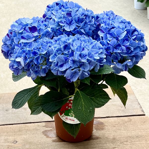 楽天市場 庭木 植木苗 紫陽花 雨のち星 ブルー あじさい アジサイ 遊恵盆栽 楽天市場店